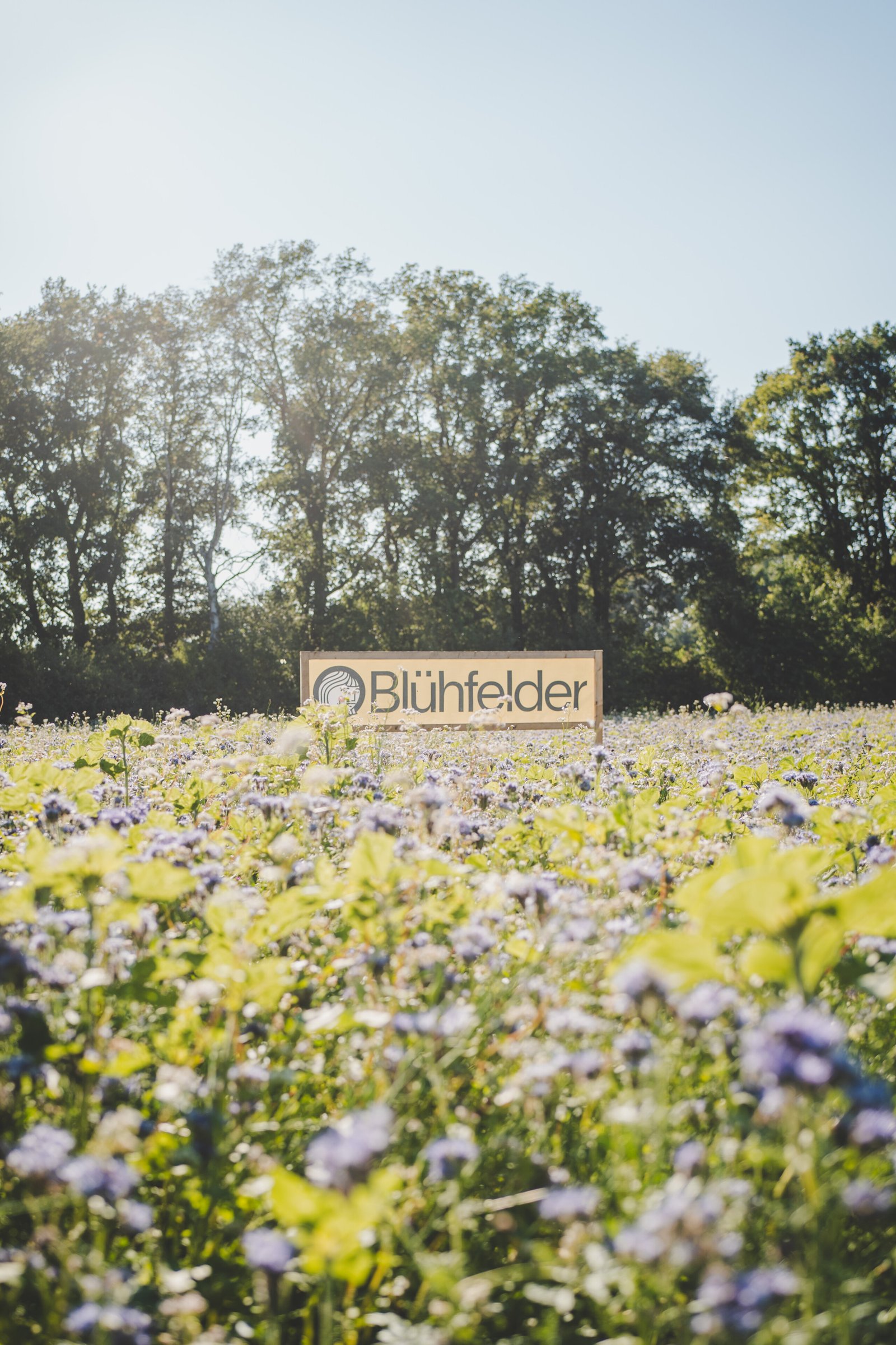 Bluehfelder — Es summt und brummt 25.000 Quadratmeter Blühfläche